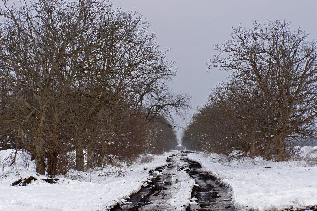 Дачне з panoramio.com - Дачное