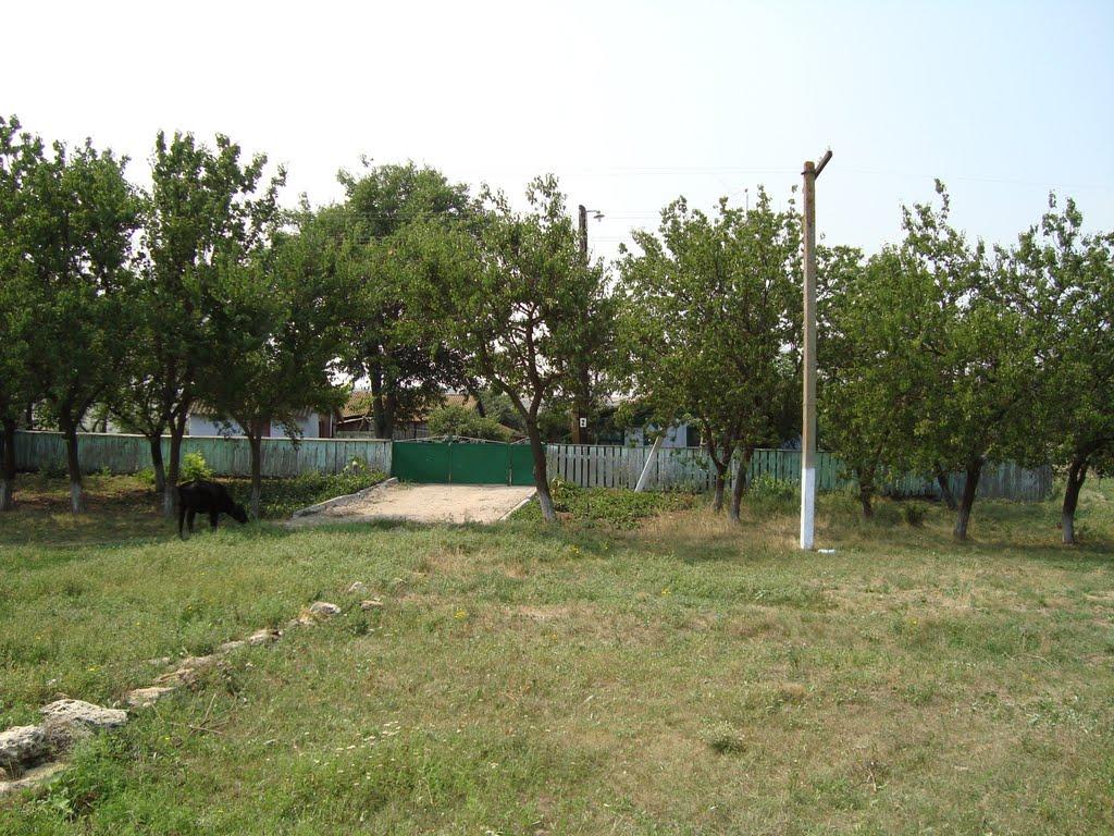 Весняна Квітка з panoramio.com - Весняная Квитка