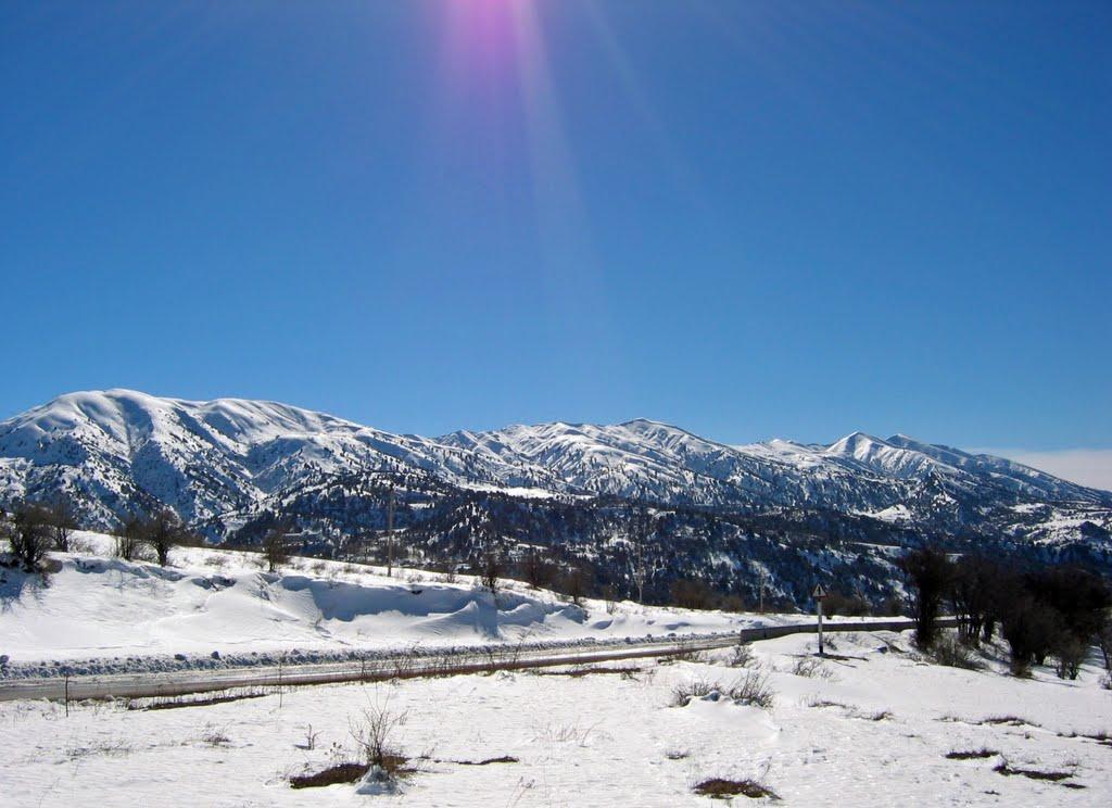 Ясень з panoramio.com - Ясень