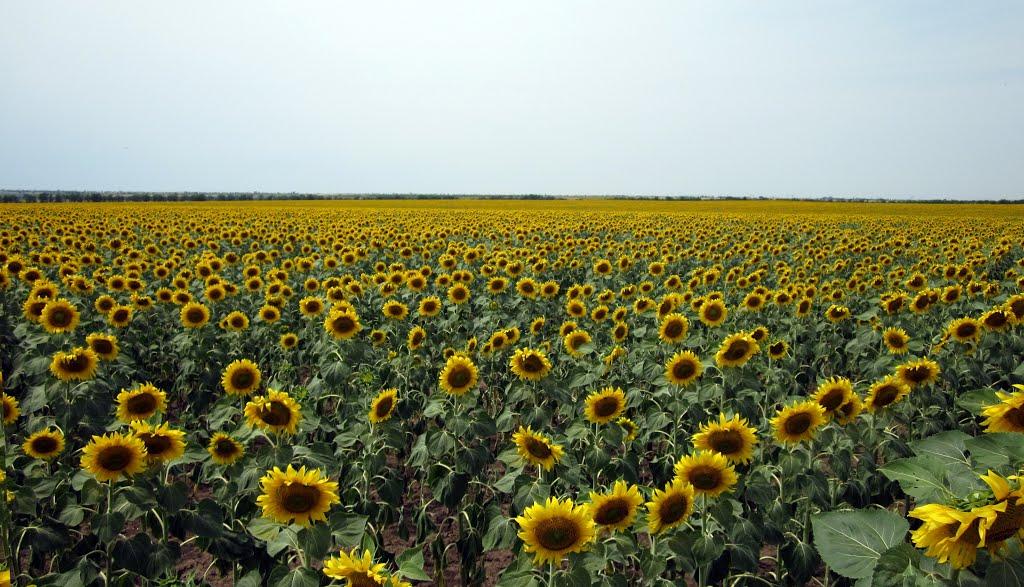 Вовчанське з panoramio.com - Вовчанське
