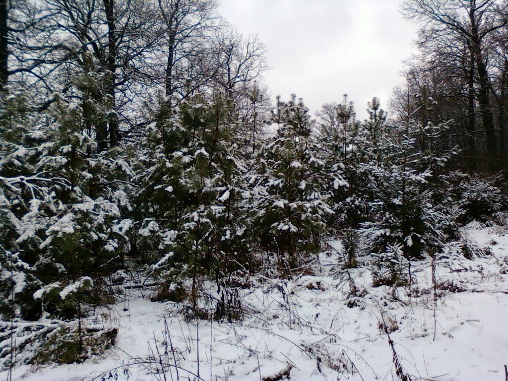 Капітанівка з panoramio.com - Капітанівка