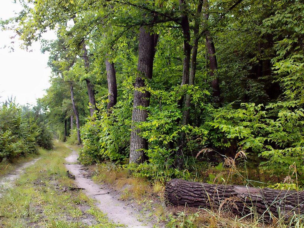 Гавареччина з panoramio.com - Gavarechchyna