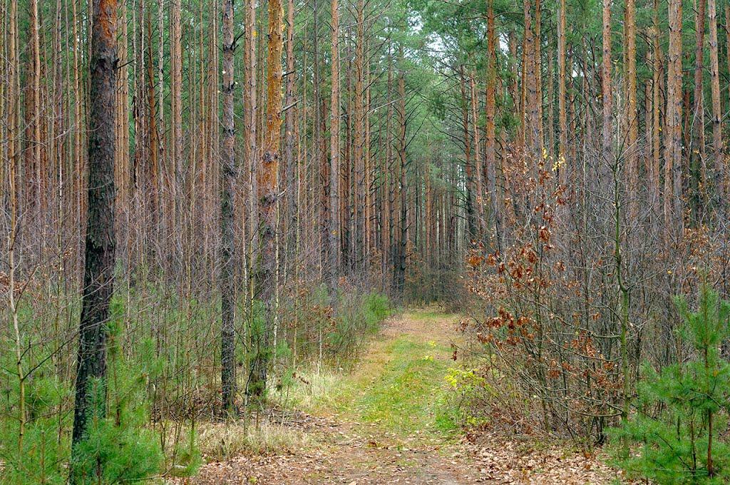 Полянка з panoramio.com - Полянка