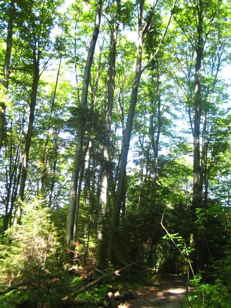 Товмачик з panoramio.com - Товмачик