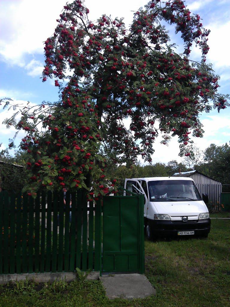 Великі Крушлинці з panoramio.com - Velyki Krushlyntsi