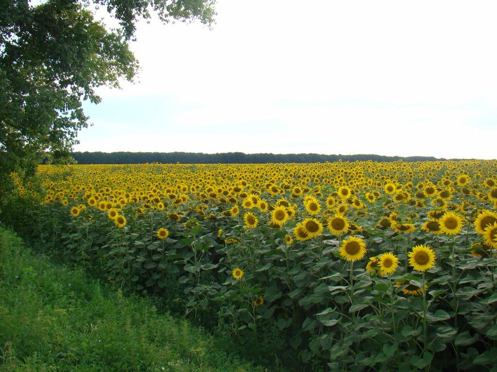 Демівщина з panoramio.com - Demivschyna