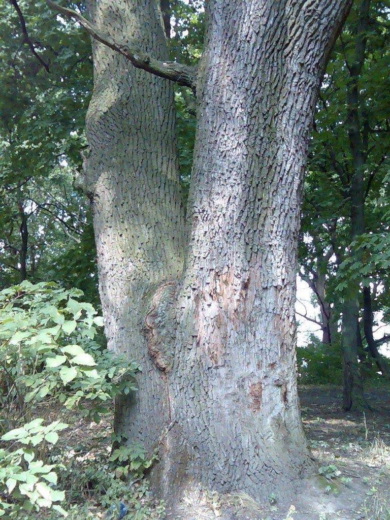 Великі Канівці з panoramio.com - Великі Канівці