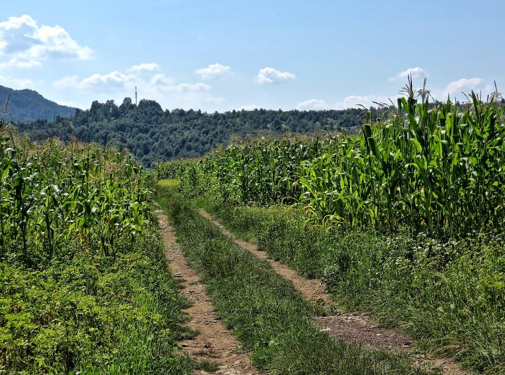 Керецьки з panoramio.com - Keretsky