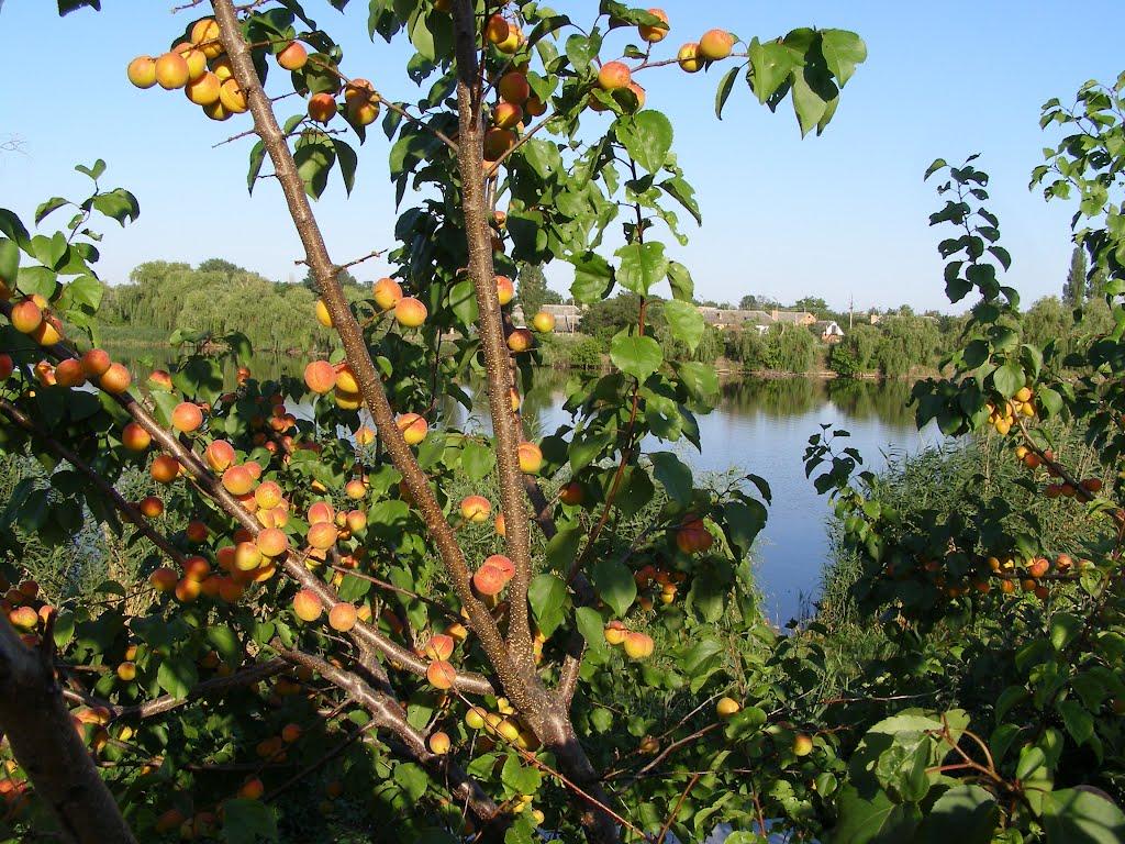 Вовча Балка з panoramio.com - Волчья Балка