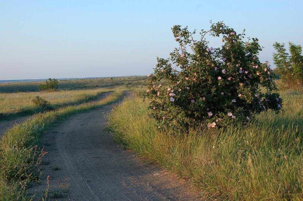 Кочергіне з panoramio.com - Кочергино