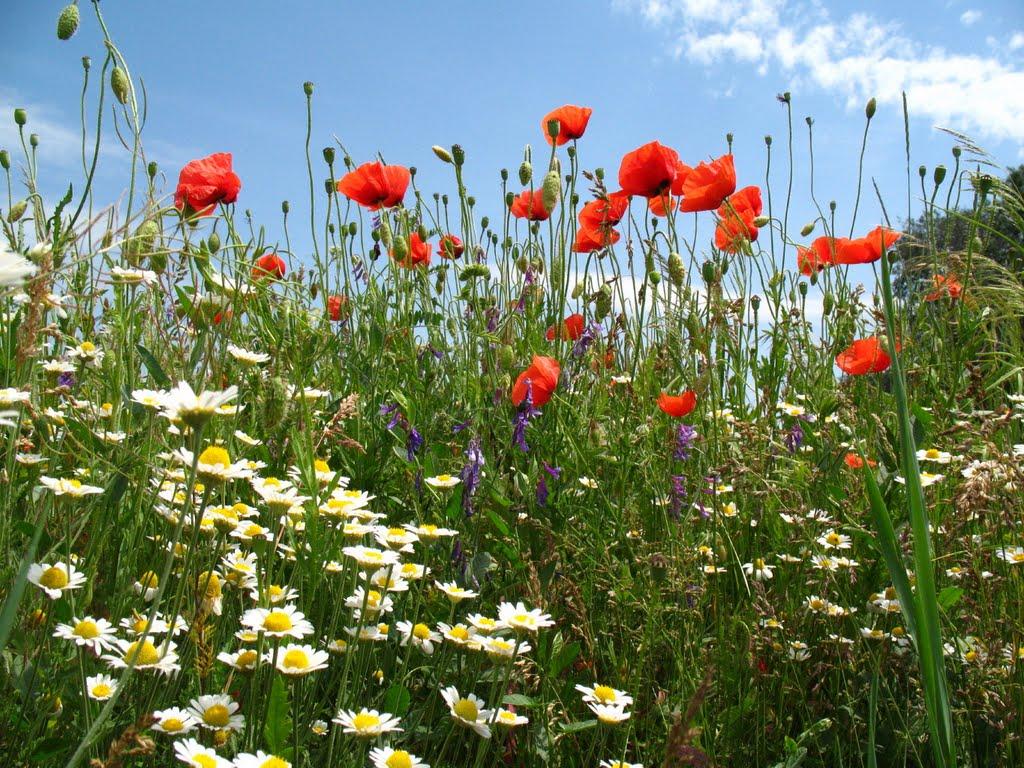 Миколаївка з panoramio.com - Миколаївка