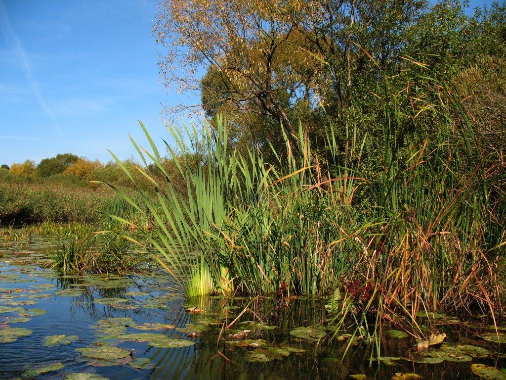 Івачів Горішній з panoramio.com - Ивачев Горишний