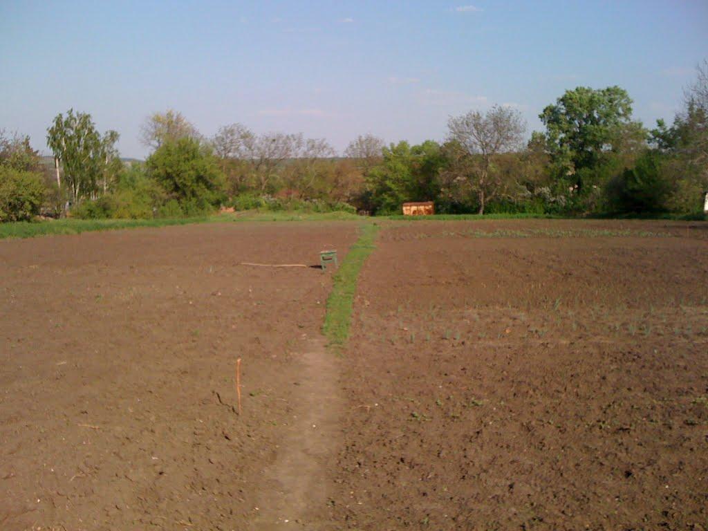 Новоархангельськ з panoramio.com - Новоархангельськ