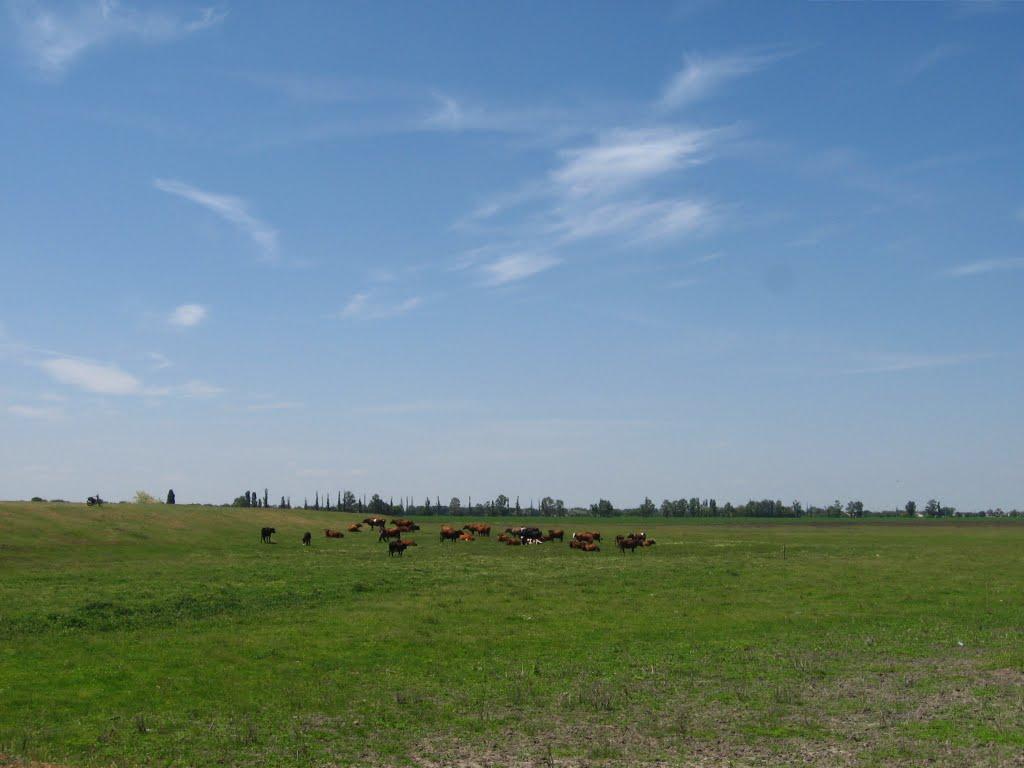 Новомалинівка з panoramio.com - Новомалиновка