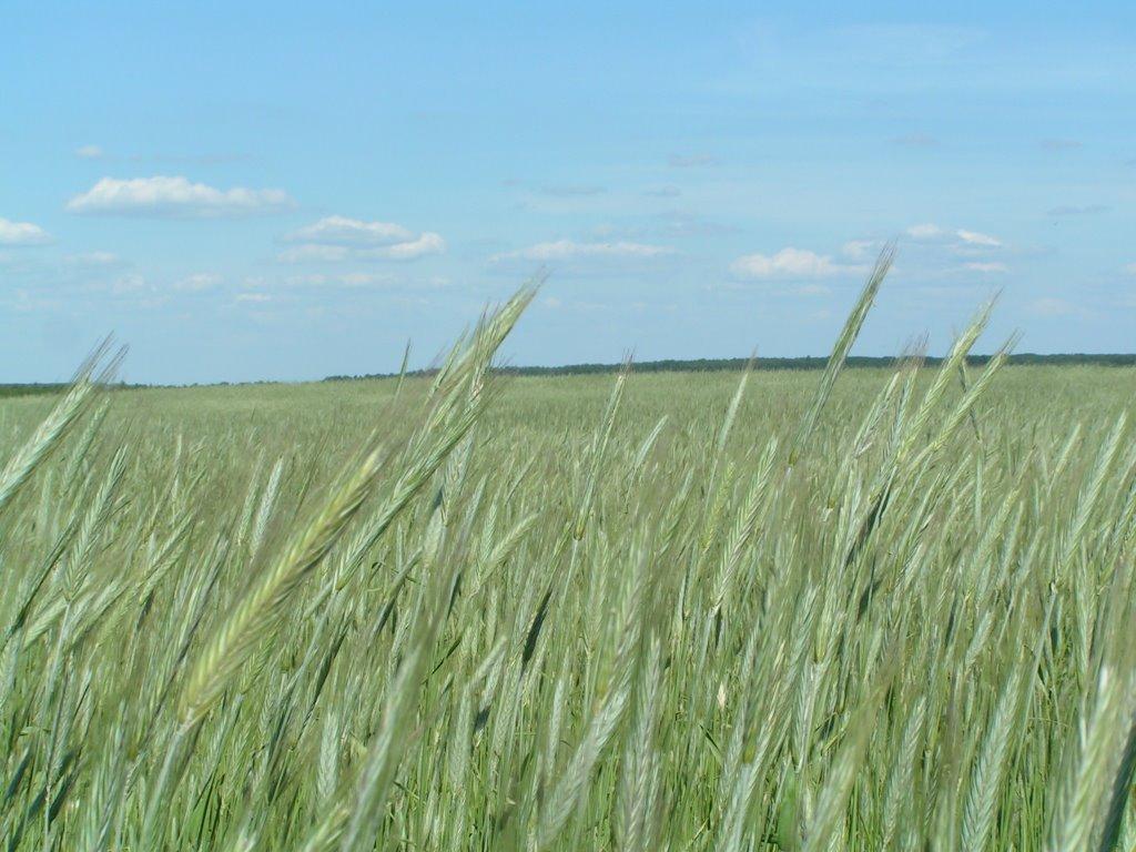 Галаганівка з panoramio.com - Галаганівка