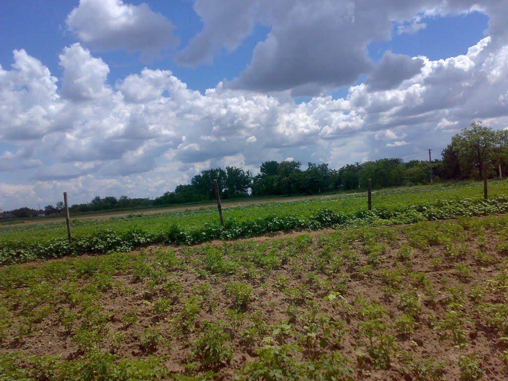 Малі Копані з panoramio.com - Малі Копані