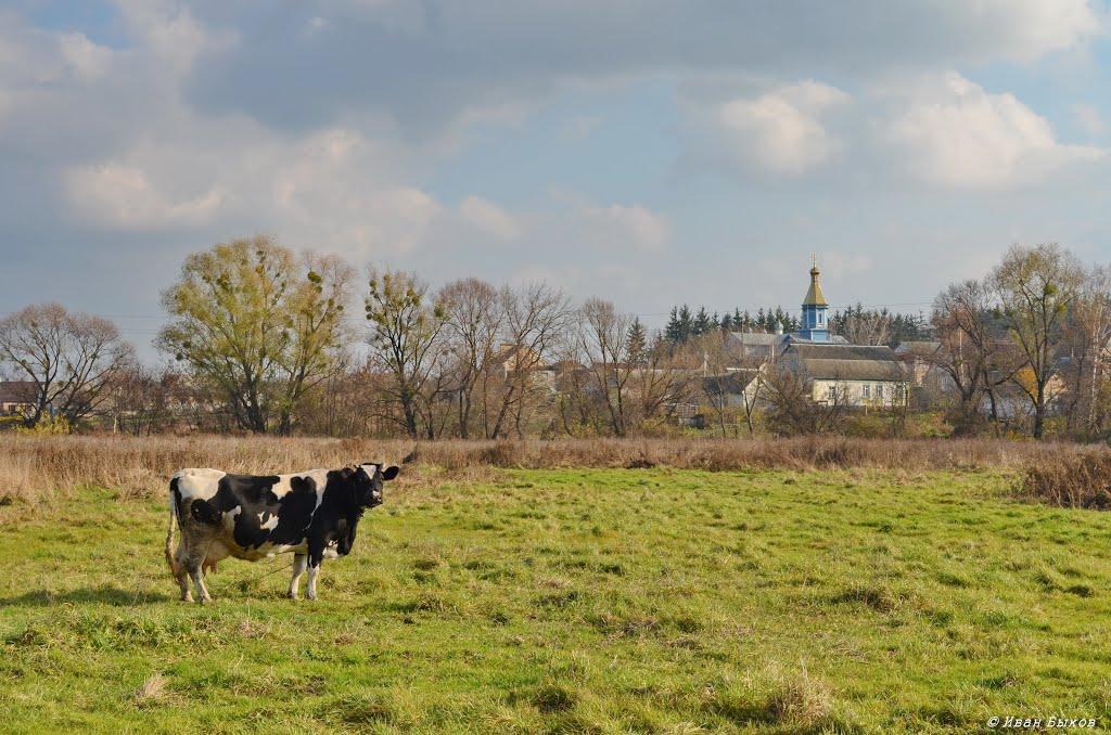 Михайлівка-Рубежівка з panoramio.com - Mykhaylivka-Rubezhivka