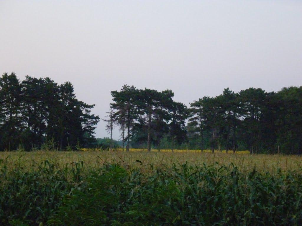 Майорщина з panoramio.com - Майорщина