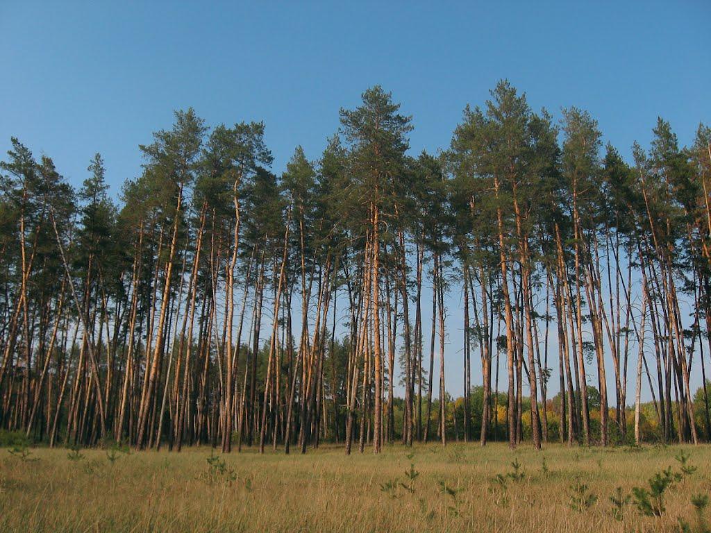 Червоний Шахтар з panoramio.com - Червоный Шахтер
