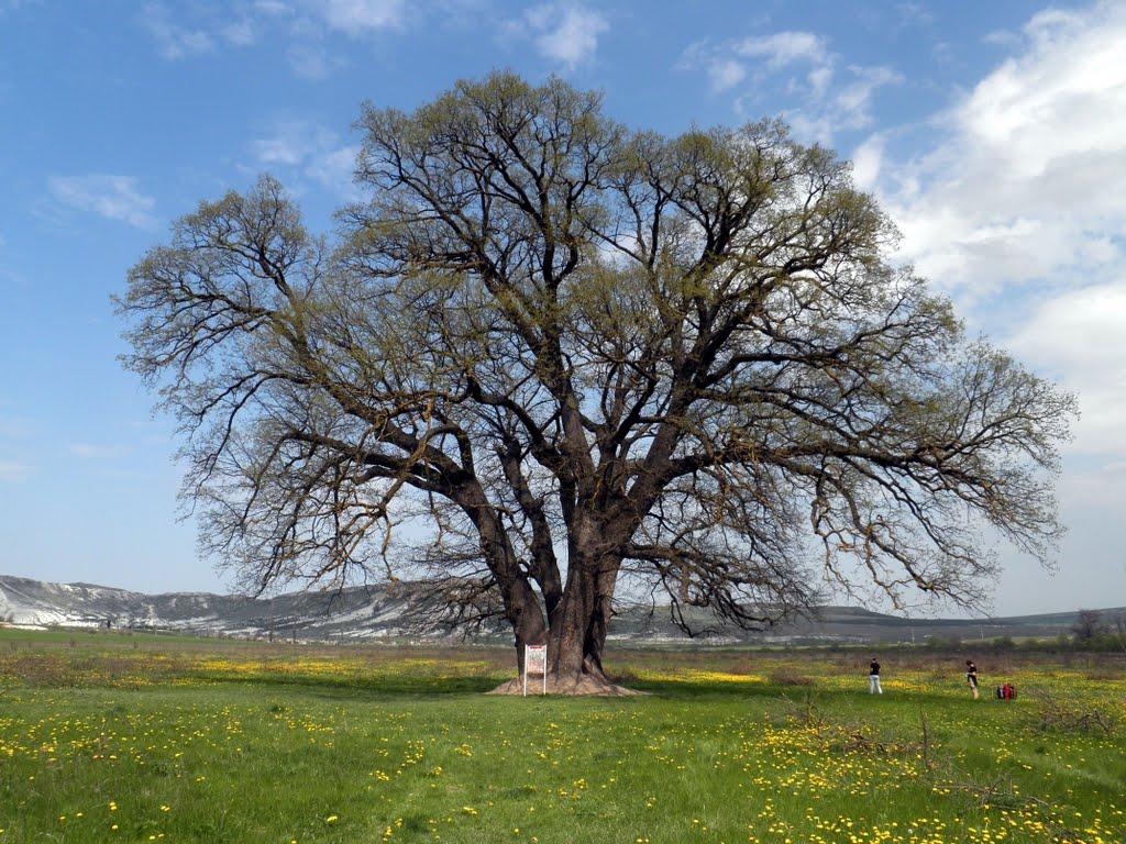 Білогірськ з panoramio.com - Білогірськ