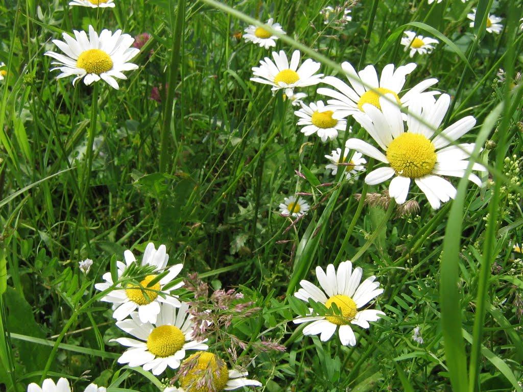 Снятин з panoramio.com - Снятын