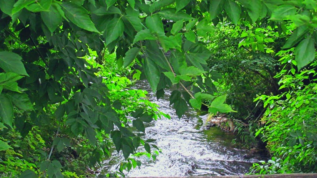 Броди з panoramio.com - Броды