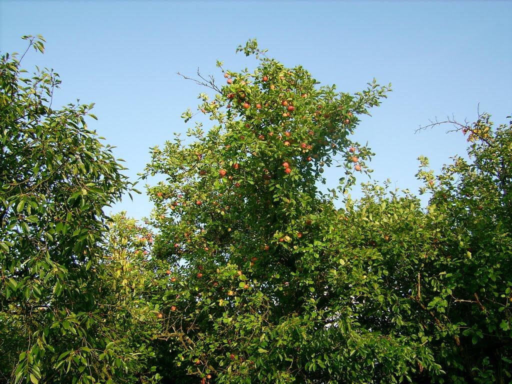 Полянка з panoramio.com - Полянка