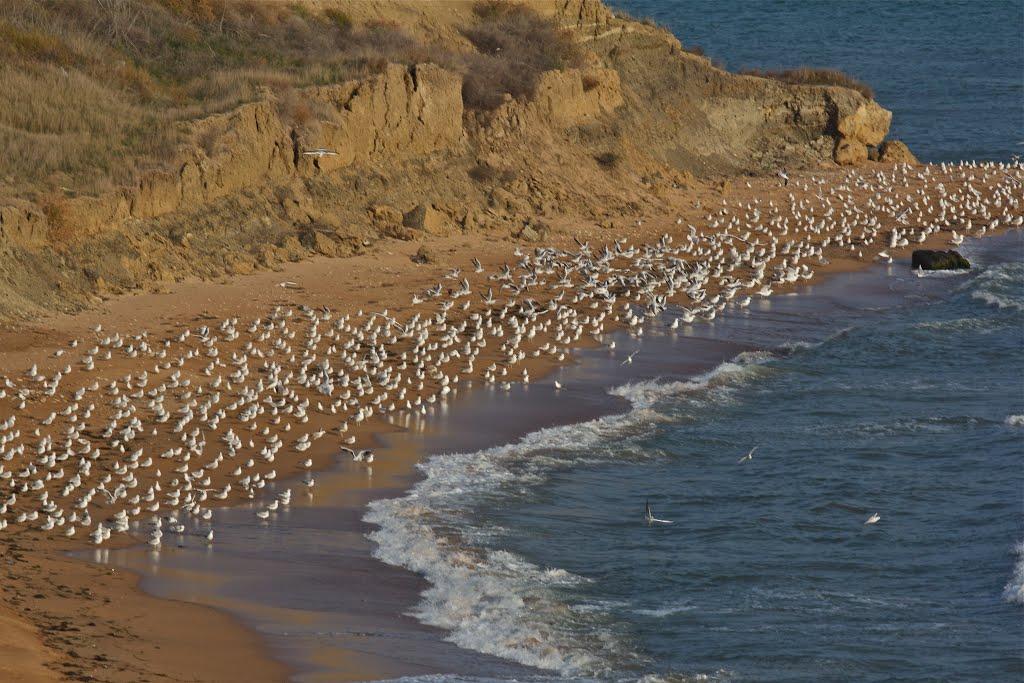 Завітне з panoramio.com - Заветное