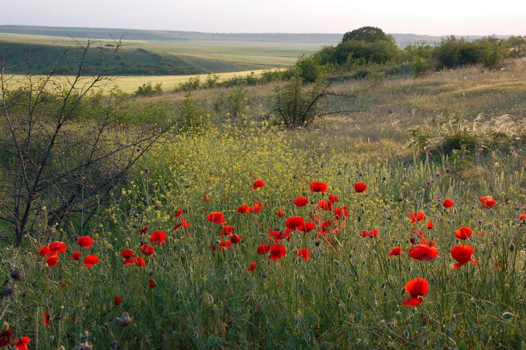 Кочергіне з panoramio.com - Кочергино