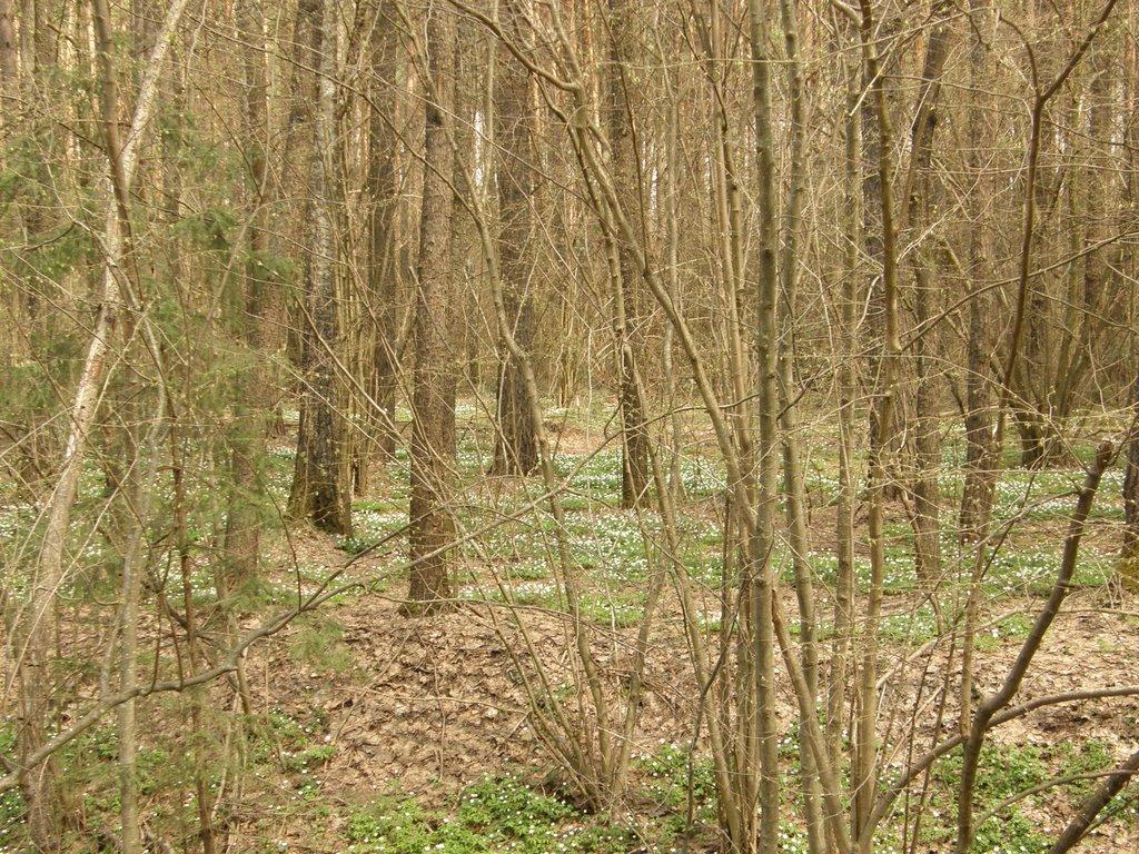 Довга Гребля з panoramio.com - Довга Гребля