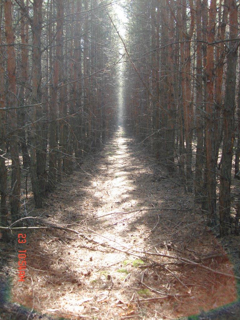 Ровжі з panoramio.com - Ровжи