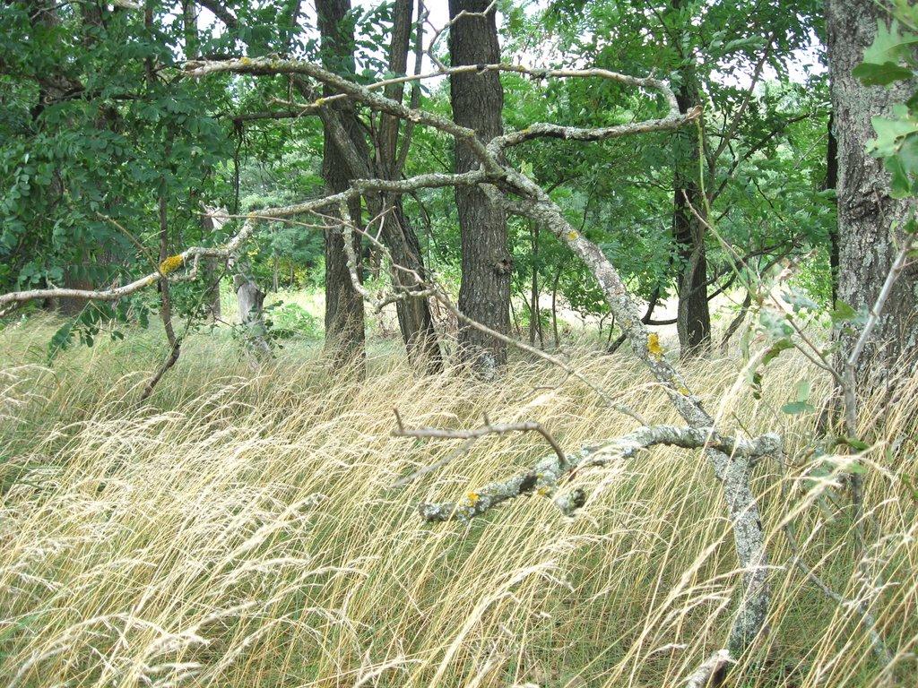 Кролевець з panoramio.com - Кролевець