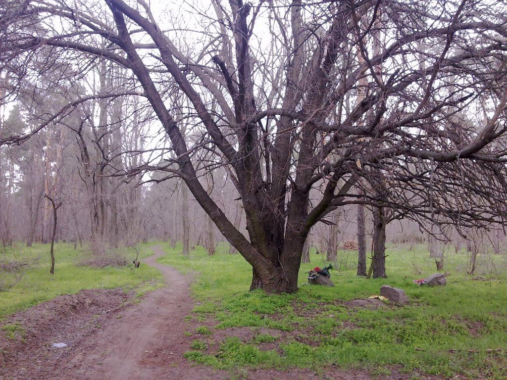 Галицинове з panoramio.com - Галициново
