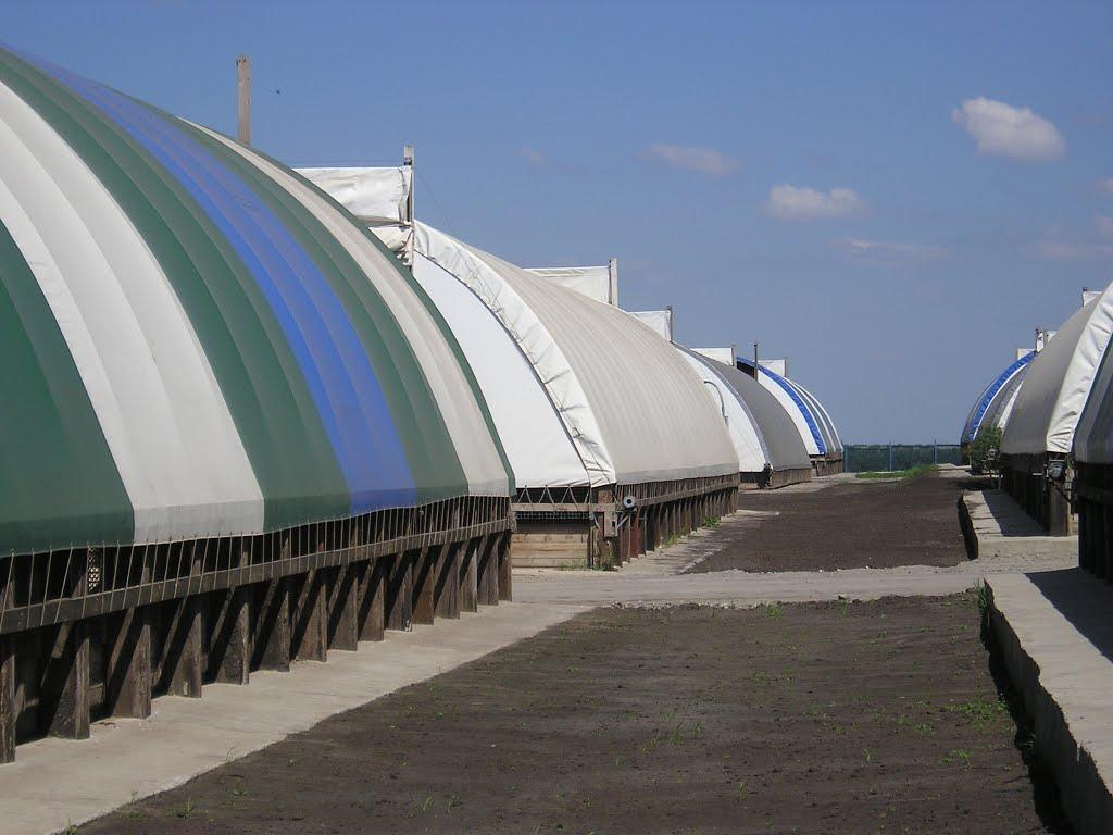 Козачий Гай з panoramio.com - Казачий Гай