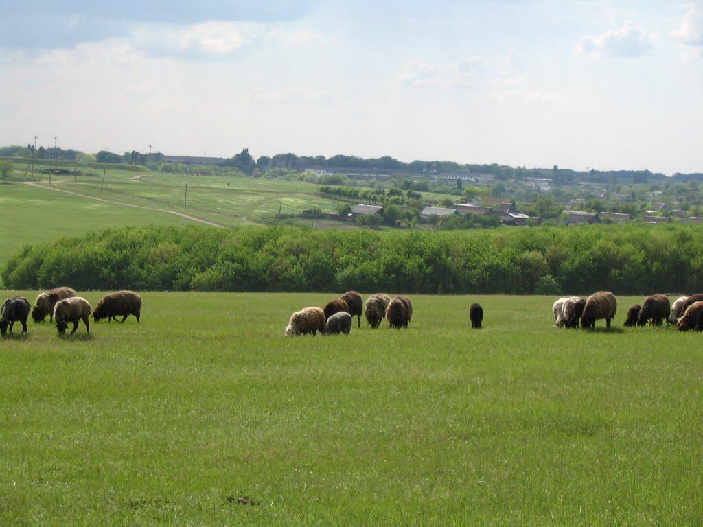 Чистоводне з panoramio.com - Чистоводне