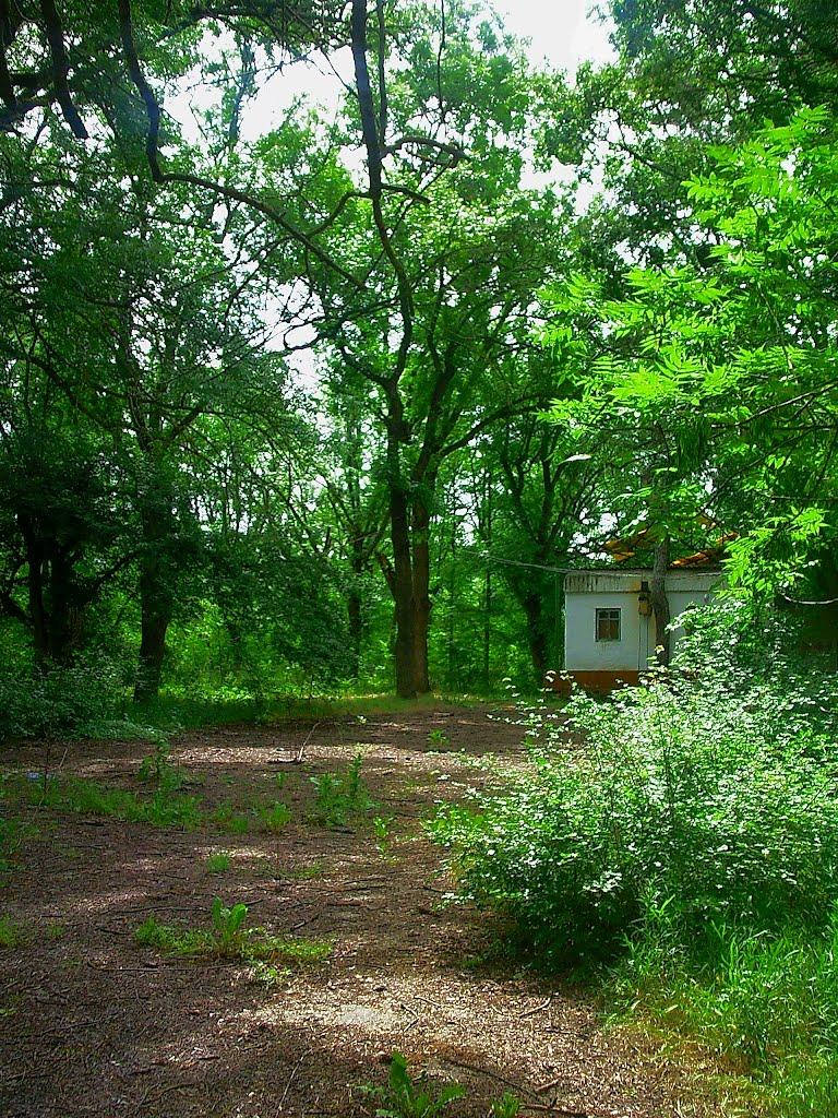 Краснолісся з panoramio.com - Краснолесье