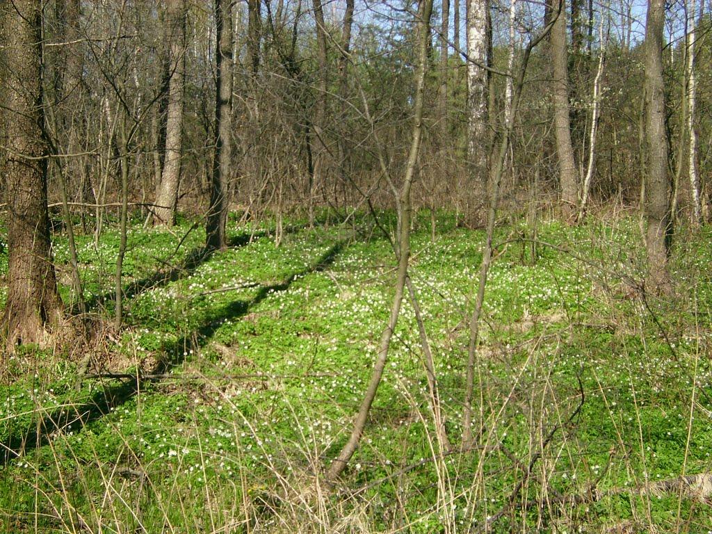 Полянка з panoramio.com - Полянка