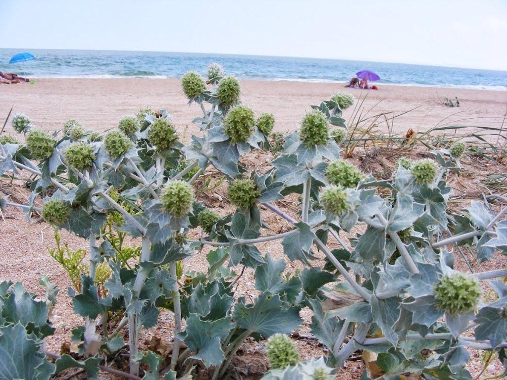 Щолкіне з panoramio.com - Щелкино