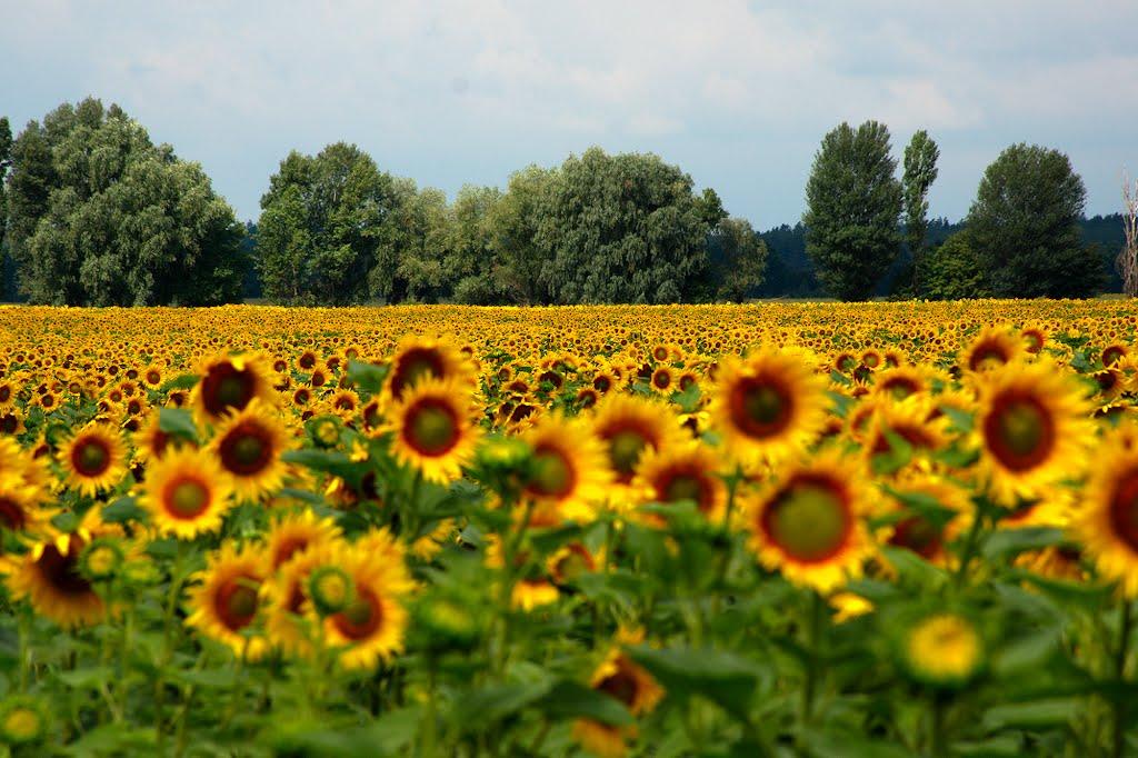 Озерище з panoramio.com - Озерище