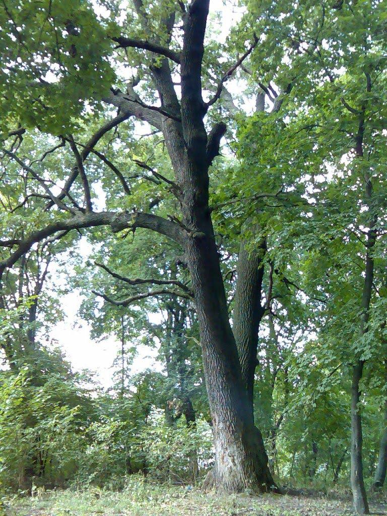 Великі Канівці з panoramio.com - Великі Канівці