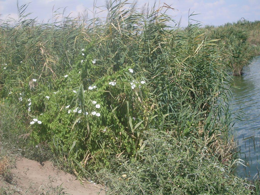 Рисове з panoramio.com - Рисовое