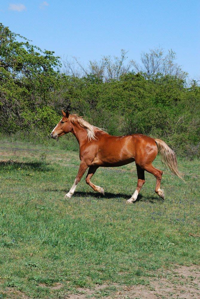Міжгір'я з panoramio.com - Міжгір'я