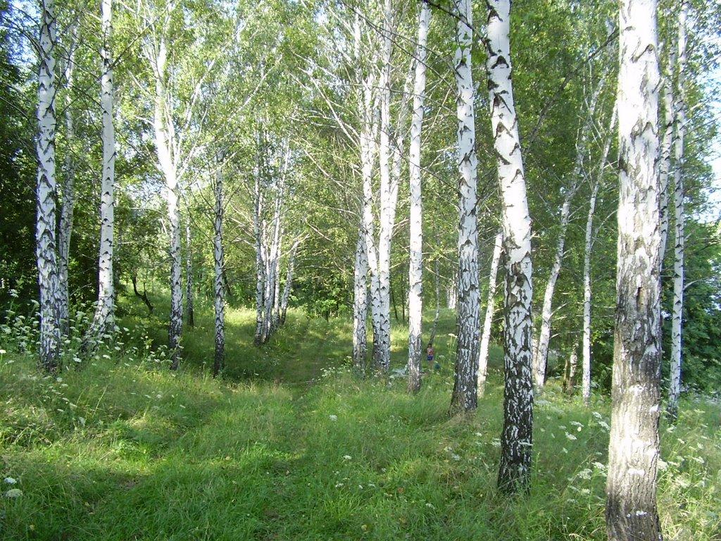 Шестакове з panoramio.com - Шестаково