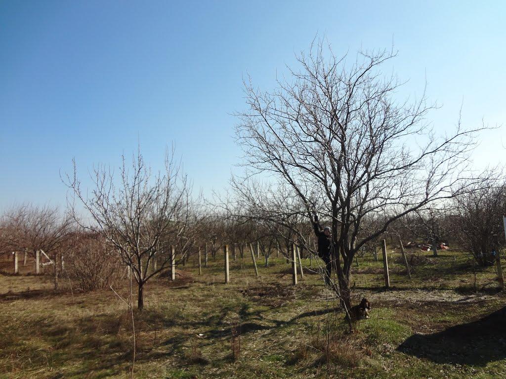 Паліївка з panoramio.com - Паліївка