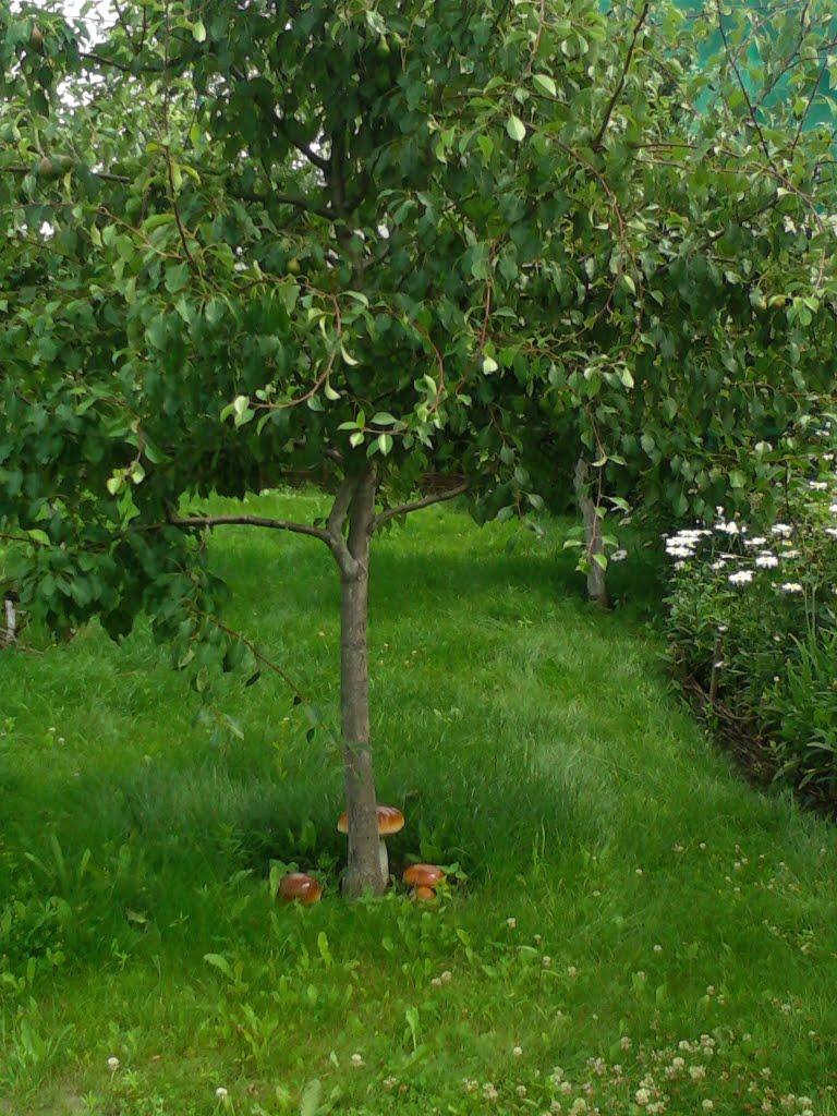 Дядьковичі з panoramio.com - Дядьковичи