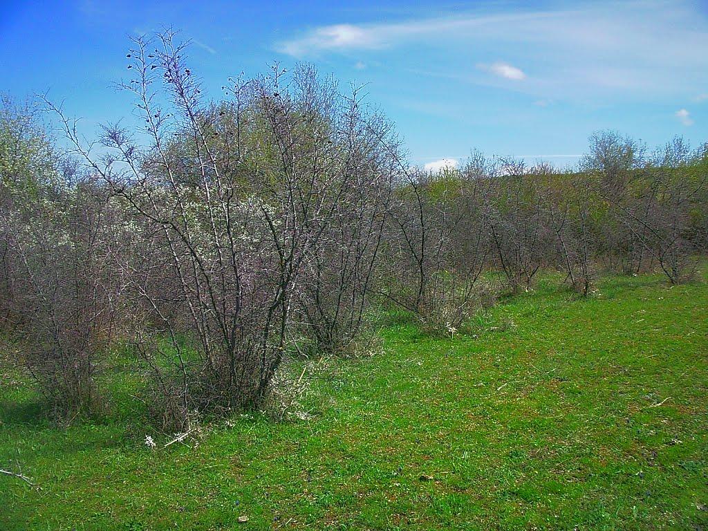 Приятне Свідання з panoramio.com - Приятне Свідання