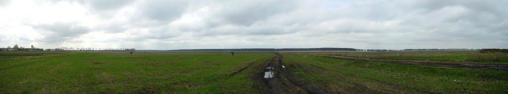 Осички з panoramio.com - Осички