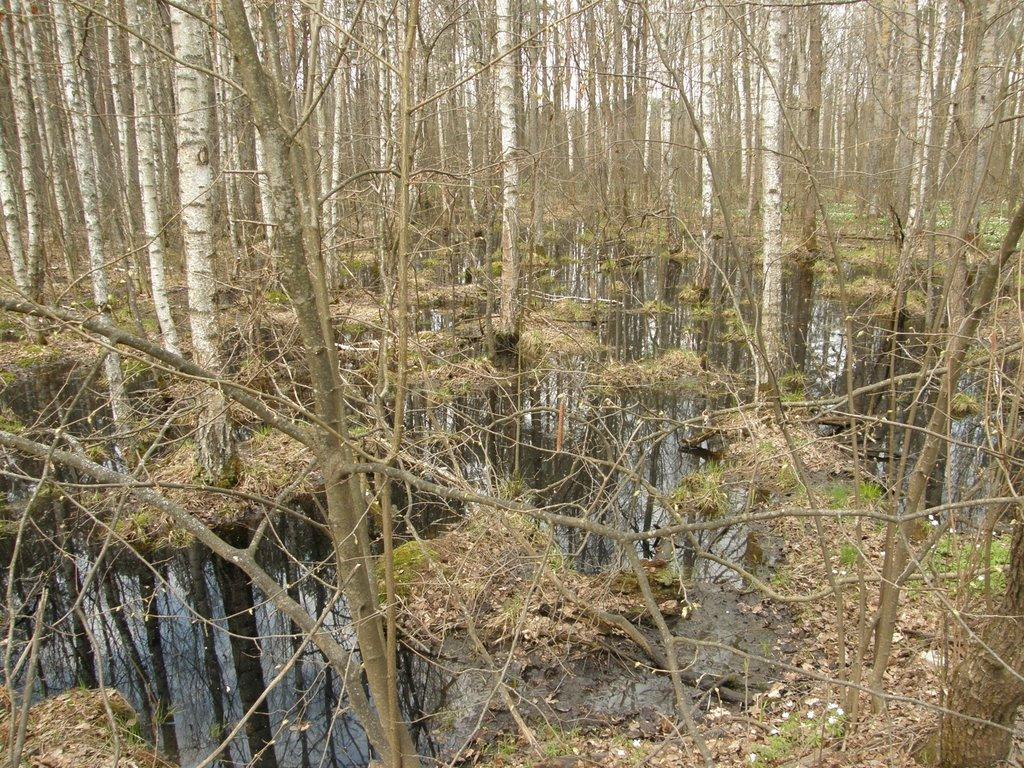 Довга Гребля з panoramio.com - Довга Гребля