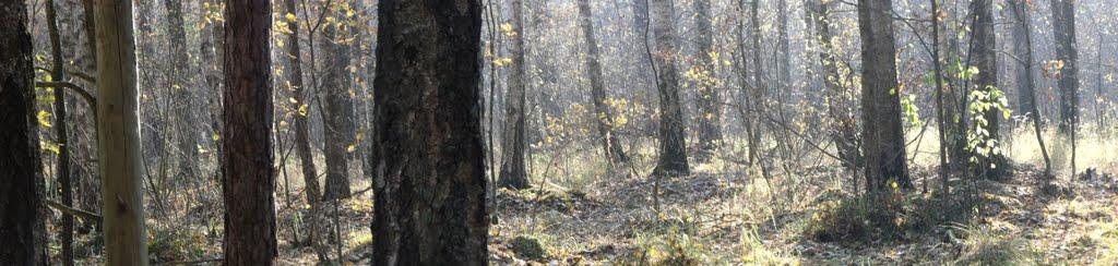 Лісопіль з panoramio.com - Лесополь