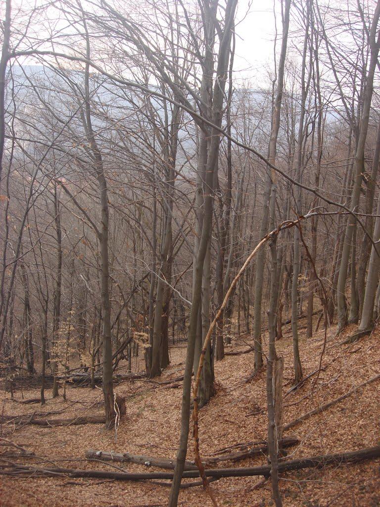 Синяк з panoramio.com - Синяк